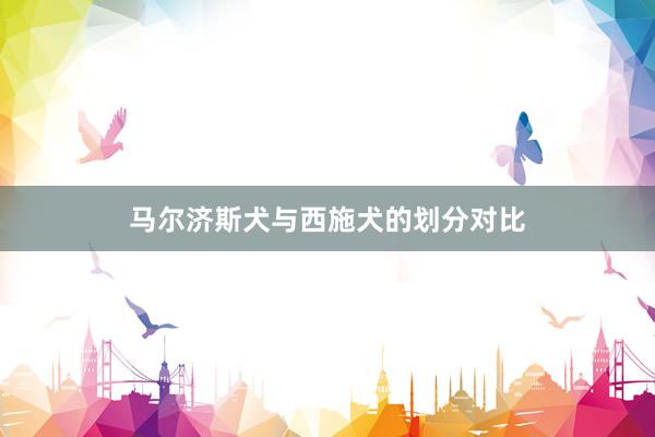 马尔济斯犬与西施犬的划分对比