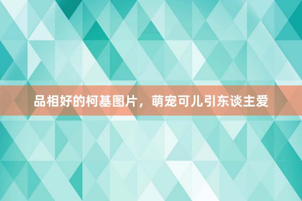 品相好的柯基图片，萌宠可儿引东谈主爱